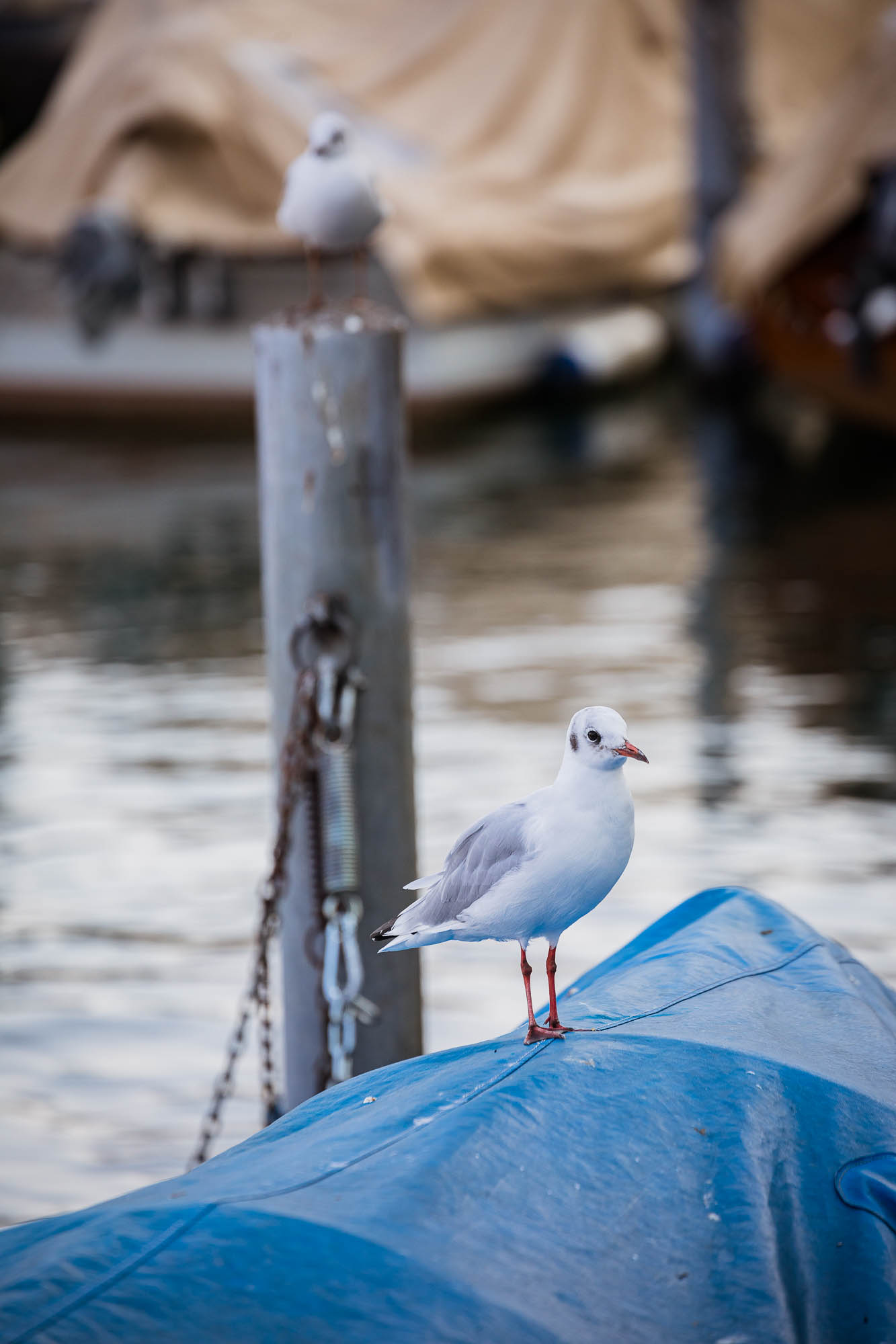 Export x3 5D4 5652 Hochzeit 2020 Chantale & Jürg
